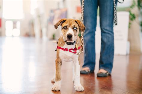 Humane society santa rosa - Humane Society of Sonoma County. Santa Rosa Campus 5345 Highway 12 West, Santa Rosa, CA 95407 Hours: Tues. – Sat.: 10:00 am – 6:00 pm, Sun.: 10:00 am – 5:00 pm. Closed Mon. ... The Humane Society of Sonoma County is a locally founded, donor-supported 501(c)(3) nonprofit organization. We provide a safe haven for animals and do …